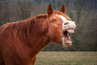 Laughing horse in a field