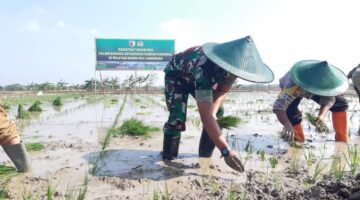 Benih Baru,Inovasi Anggota Kodim 0812/Lamongan.Diharapkan Mampu Dongkrak Hasil Panen Padi Petani