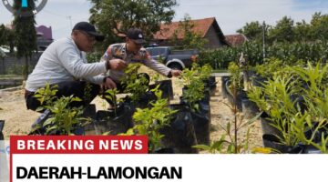 DUKUNG PROGRAM ASTA CITA PRESIDEN RI ANGGOTA POLSEK SAMBENG MONITORING TANAMAN JAGUNG DI PEKARANGAN WARGA