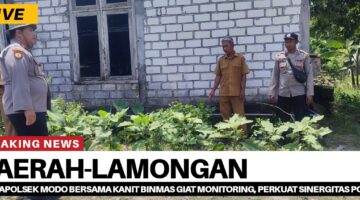 Kapolsek Modo Bersama Kanit binmas Giat monitoring, Perkuat Sinergitas Polri Dalam Mendukung Ketahanan Pangan nasional Anggota polsek modo Giat Cek tanaman Bergizi.