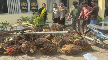 Kerap Terjadi, Warga Dolok Masihul Resah Kepolisian Diminta Tindak Tegas Pelaku Ninja Sawit