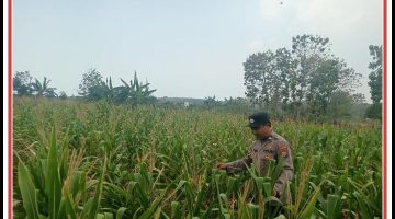 “Anggota polsek brondong laksanakan kegiatan polisi penggerak desa pekarangan pangan bergizi, dalam upaya mendukung ketahanan pangan di wilayah brondong”
