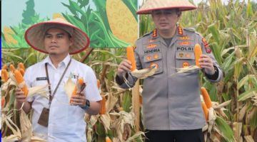 Dukung Ketahanan Pangan Nasional, Polresta Deli Serdang Gelar Panen Raya Jagung Kuartal III