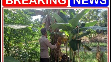 “Polsek modo lakukan monitoring P2B, Dalam upaya kominmen nya mendukung ketahanan pangan diwilayah kecamatan Modo”