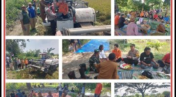 “Kegiatan kapolsek kedungpring dalam rangka menghadiri panen raya padi desa mojodadi kecamatan kedungpring kabupaten lamongan”