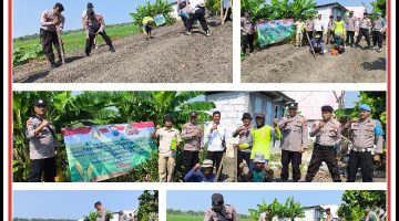 “GIAT KAPOLSEK SUKODADI MELAKSANAKAN PENANAMAN JAGUNG SERENTAK KUWARTAL IV KETAHANAN PANGAN POLRI DALAM RANGKA MENDUKUNG SWASEMBADA PANGAN TAHUN 2025”