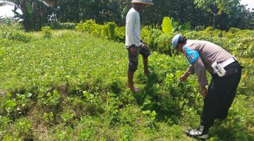 Polsek sukodadi gelar patroli monitoring p2b dalam upaya mendukung ketahanan pangan bergizi di wilayah sukodadi.
