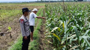 Polsek Kedungpring gelar patroli monitoring p2b dalam upaya komitmen dukung ketahan pangan bergizi di wilayah Kedungpring. 