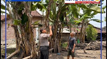 Polsek sambeng gelar patroli p2b dalam upaya dukung ketahanan pangan. 